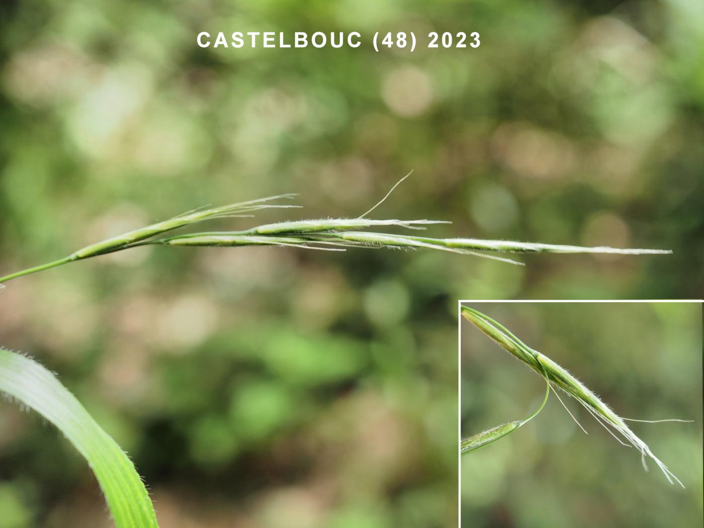 False-Brome, Slender flower